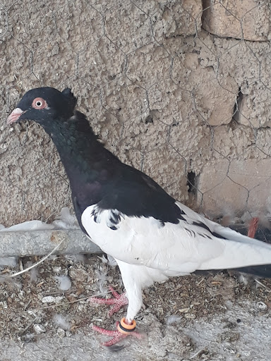 مسجد امام علی