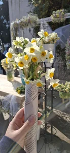 باغ گل نرگس
