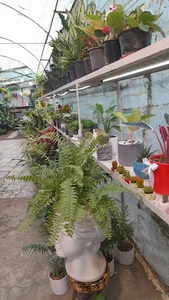 گلخانه آلندا