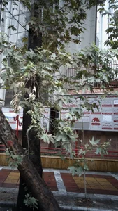 کلینیک تخصصی روانکاوی و رواندرمانی تحلیلی