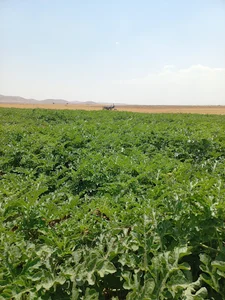 مزرعه محمد سلطانی تقی زاده