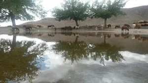 مسجد جواد الائمه