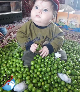خیمه صحرا کیفیت عالی