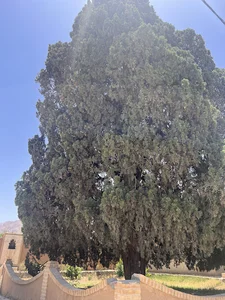 سرو دوقلو مبارکه