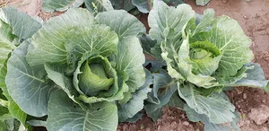 سبزی فروشی حاجی ننه