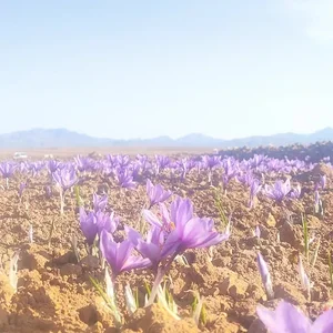زعفران ابراهیمی