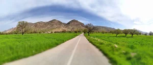 گربه رو