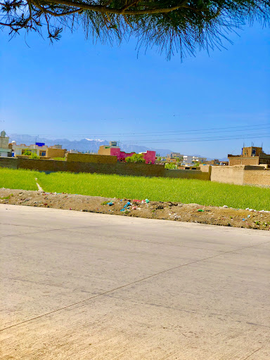 ساحه اول گوجه C دوصد فامیلی