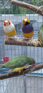 پرنده سرای چکاوک زینتی