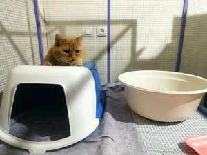 پانسیون گربه اصفهان مهدی پور