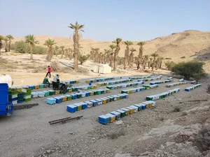 عسل لوازم زنبورداری امین