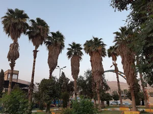 پارک