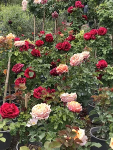 گلخانه جهان کودک مرادی