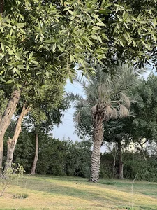 فضای سبز