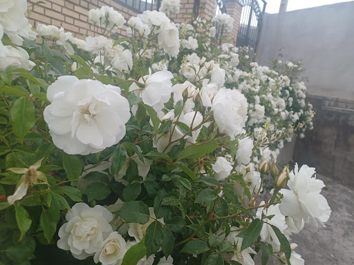 Shahab park