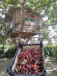 باغ تمشک گلستان گرگان