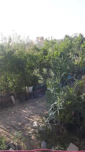 نهال فروشی دهقان یزدی