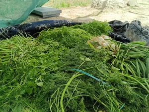 مرزعه سبزی فروشی خراسانی