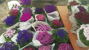 گلخانه گل نرگس