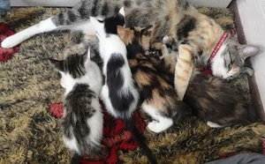 سالن زیبایی ملوس