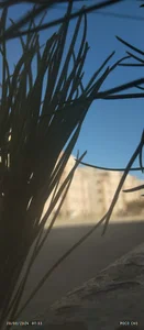 گلبهار .جمهوری