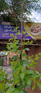 عرقیات کلبه رضوان
