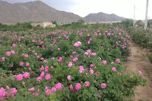 گلاب میعاد