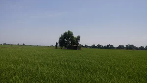 جنگل سوته