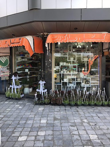 گل ماگریت