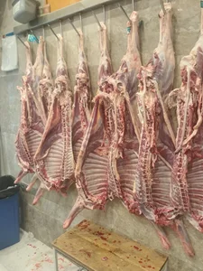 سوپر پروتئینی نمونه تهران 5