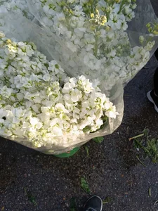 محلاتی 4