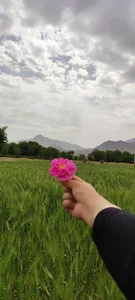 گلاب گیری افضل