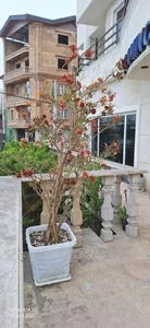 هتل آپارتمان فلامینگو 5