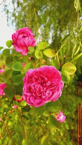 مزرعه خورشید☀️