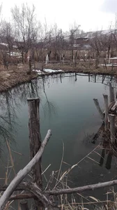 حوضچه قورباغه