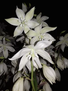 نانوایی سنگک گل گندم