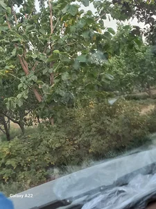 امیربیگ داغلاری