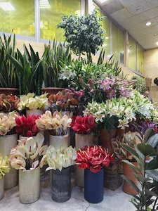گالری گل کاتلیا