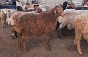 دامداری عبدی