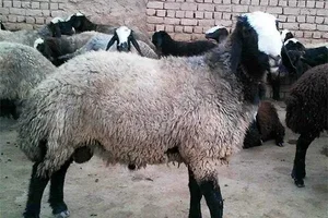 گوسفند وبره نر چاق گوشتی جهت مراسمات 2