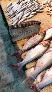 بازار بزرگ ماهی و گوشت