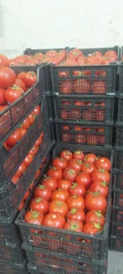 گلخانه آرین نوین اسفراین
