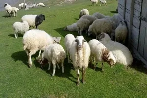 گوسفند زنده بره نر بره ماده قربانی 3