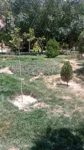 بوستان بنفشه