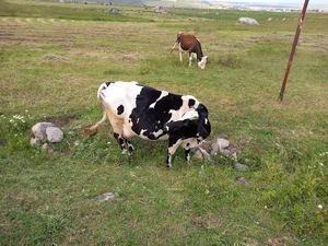 پخش تخم مرغ خدایی