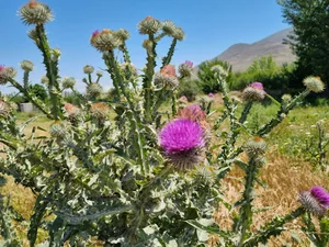 رستوران دشت سبز