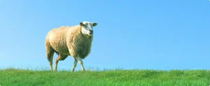 خرید و فروش دام در قزوین 5