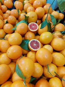 باغ میوه و تره بار ایرانیان گراوندی