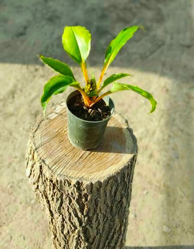 گلفروشی آقای گل