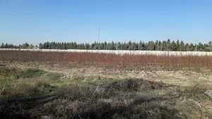 نهالستان جعفر قره چایی
